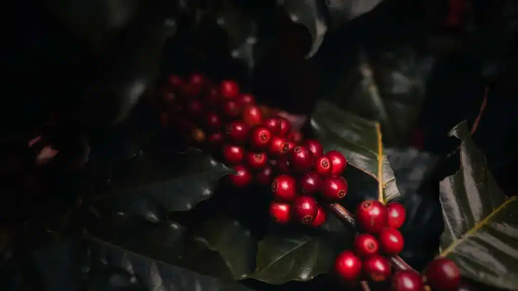 Desta’s Coffee Wild Arabica from Kaffa